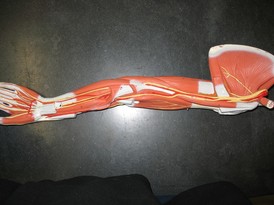 Arm Nerves (3B) Picture