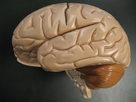 Brain (Denoyer Geppert) Picture