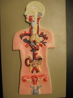 Endocrine System Picture