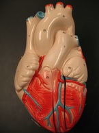 Cardiovascular System Picture