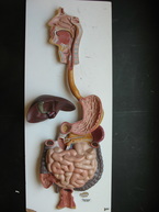 Digestive System Picture