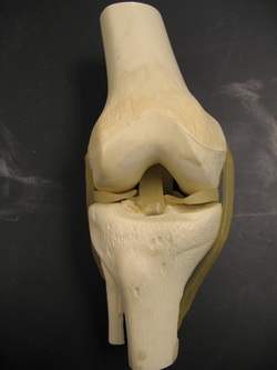 Knee Joint (Merck) Picture