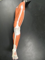 Leg Nerves (3B) Picture