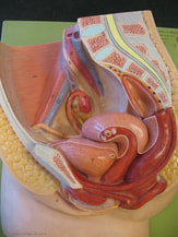 Female Reproductive Plaque (Somso) Picture