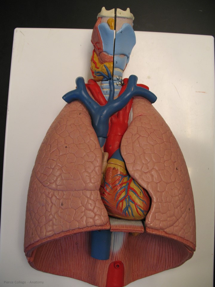 Lungs (3B) Picture