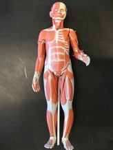 Muscle Person (3B) Picture