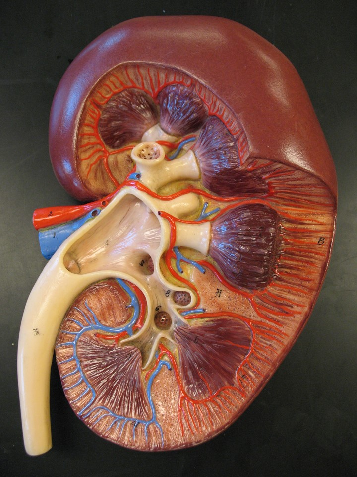 Kidney (Somso) Picture