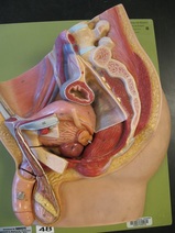 Male Reproductive System Picture