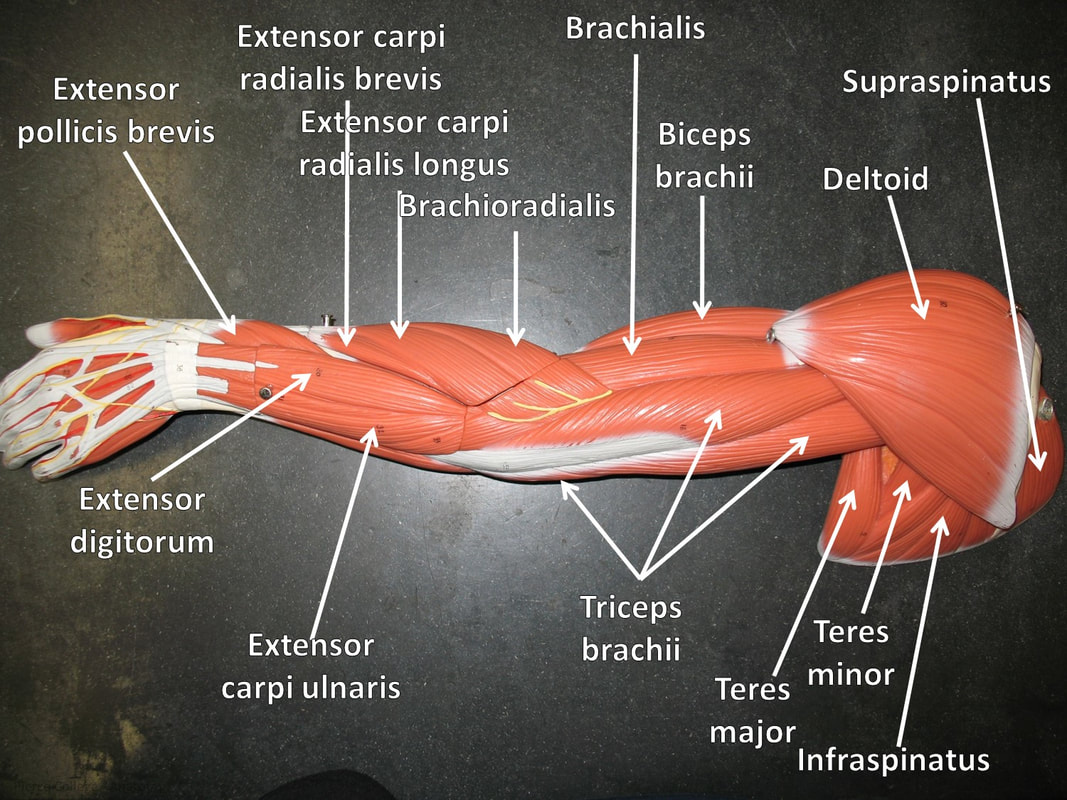 Triceps Brachii Model