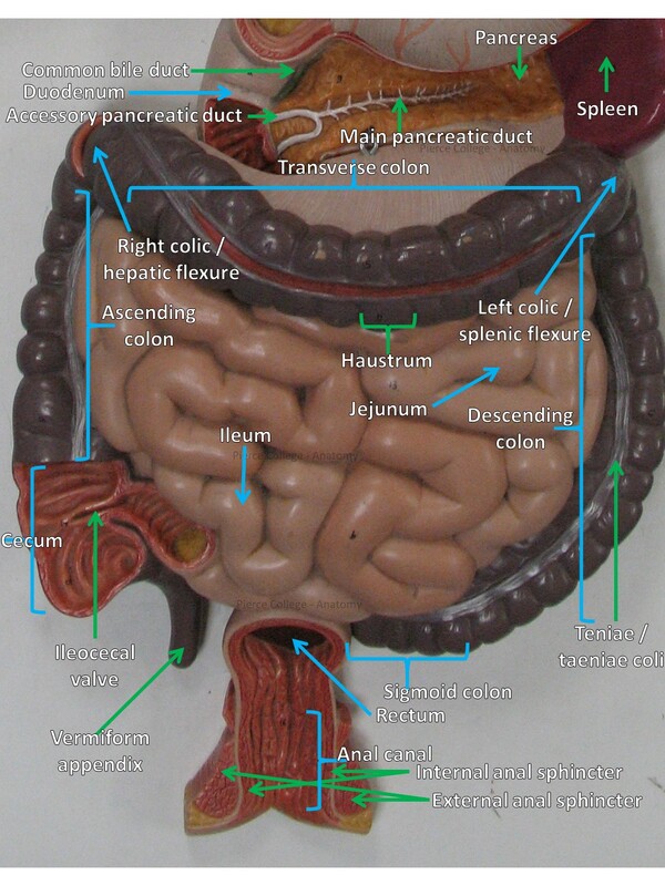 small intestine model anatomy