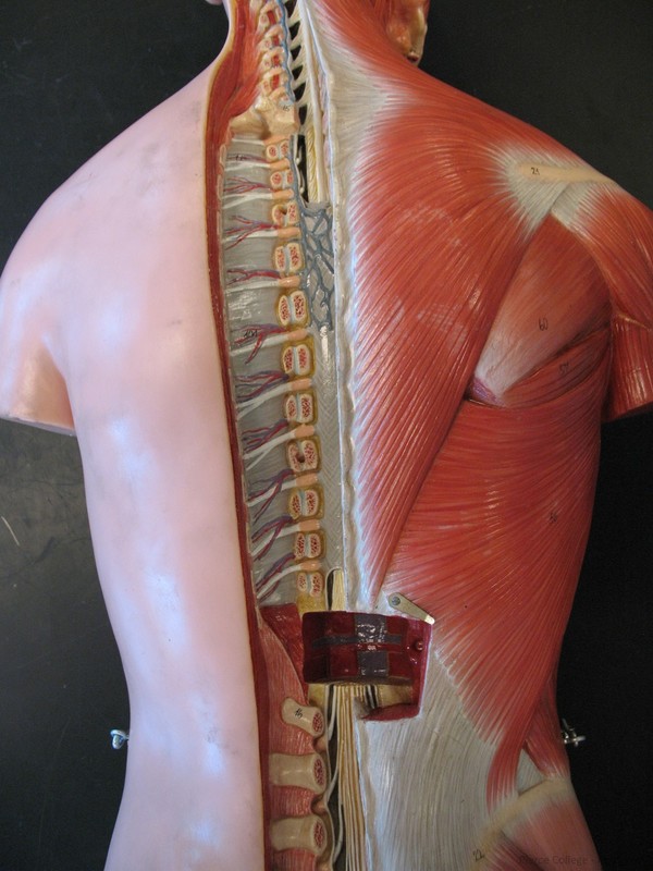 torso model labeled posterior